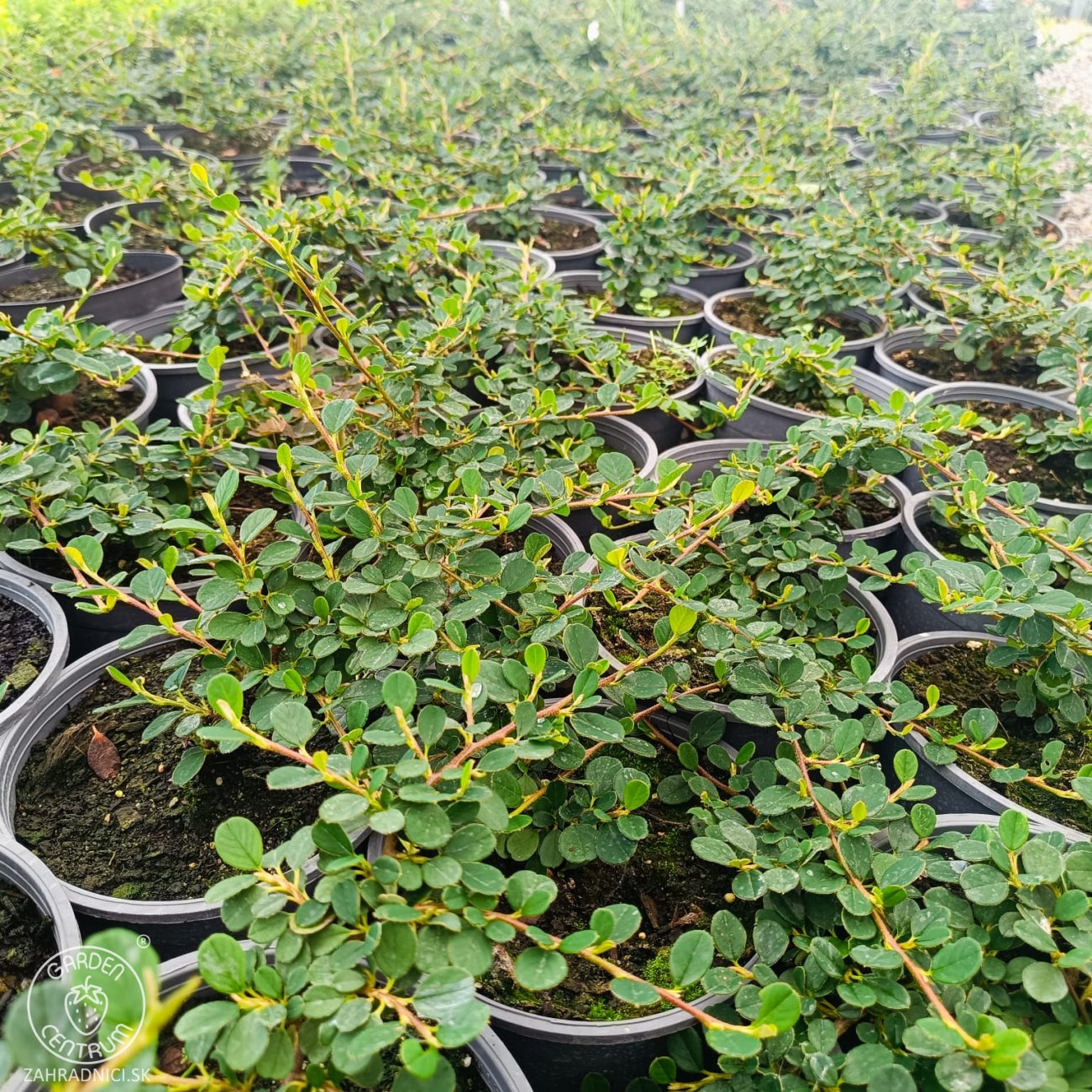 Obrázok Skalník drobnolistý (Cotoneaster procumbens) ´QUEEN OF CARPET´ - výška 10-15 cm ⌀ 10-20 cm, kont. C2L